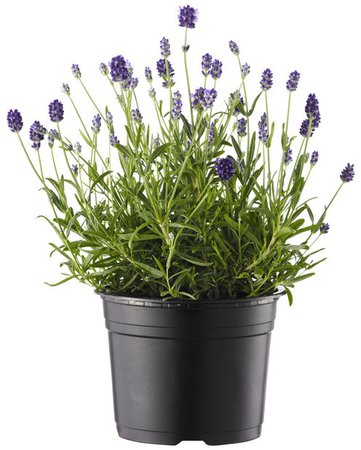 Lavendel Höjd 30 cm Blå | Plantagen