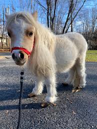 miniature horse - Google Search