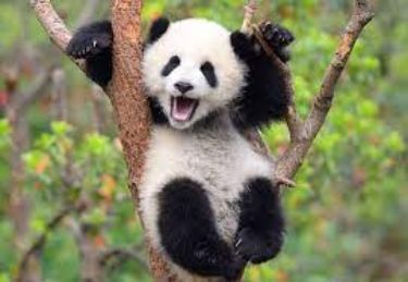 Happy National Panda Day!