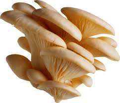 mushroom cluster
