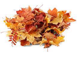 photos of leaf piles for the fall - Google Search
