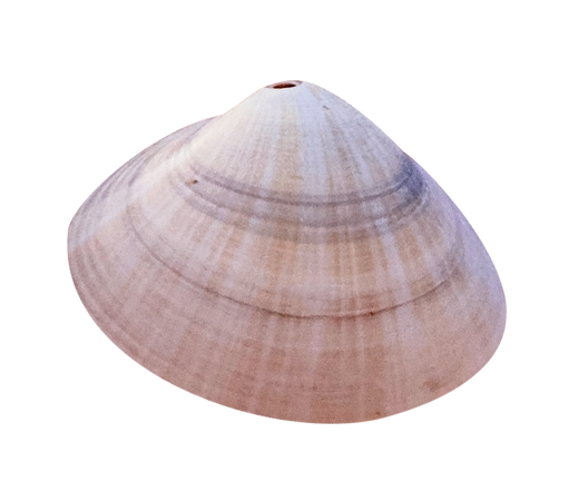 shell 🐚