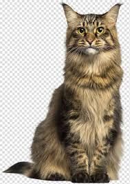 maine coon cat png - Google Search