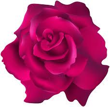 magenta png - Google Search