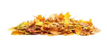yellow leaf pile - Google Search