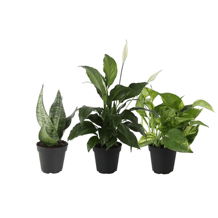 Home plants