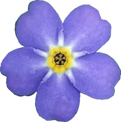 Purple Forget-Me-Not