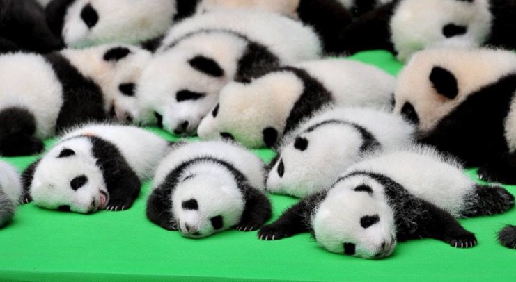 baby panda pile