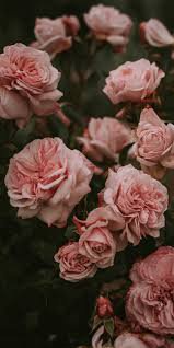 pink flowers aesthetic - Google Search