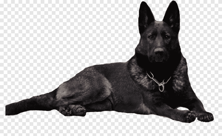 black dog German Shepard hound
