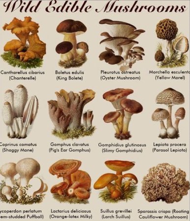 Edible Mushroom Chart