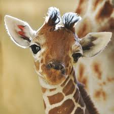 giraffe baby - Google Search