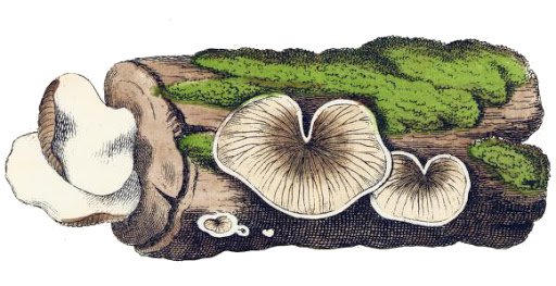 lichen illustration – Google Sök