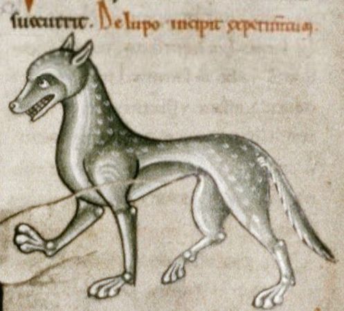 Medieval Wolf Illustration