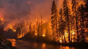 forest fire - Google Search