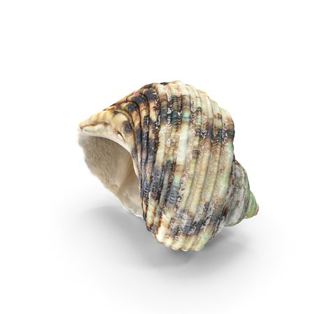 Seashell PNG Images & PSDs for Download | PixelSquid - S113565247