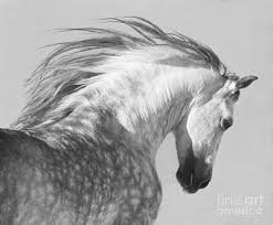 horse stunning gorgeous gray - Google Search
