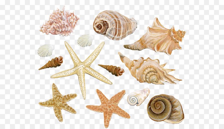 Seashells Various