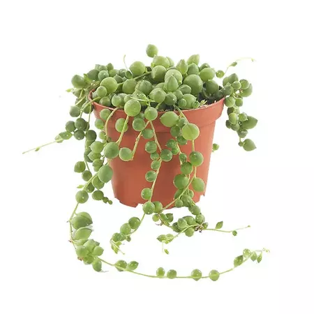 Pea plant mini (Senecio rowleyanus) - P 8 cm. - Plantje.nl