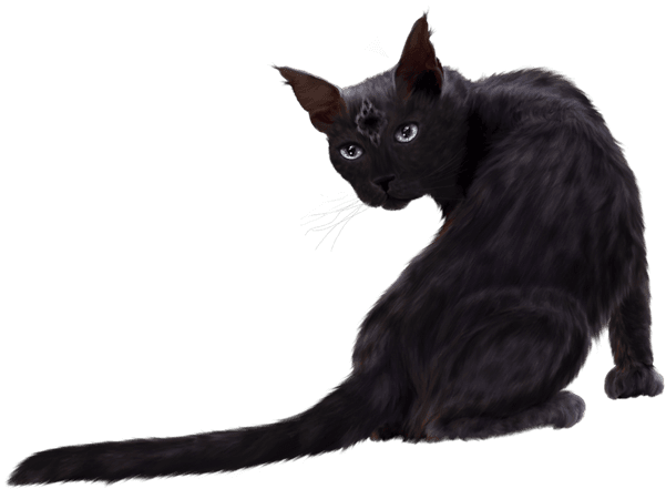 black cat - Google Search