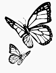 butterfly tattoo drawing - Google Search