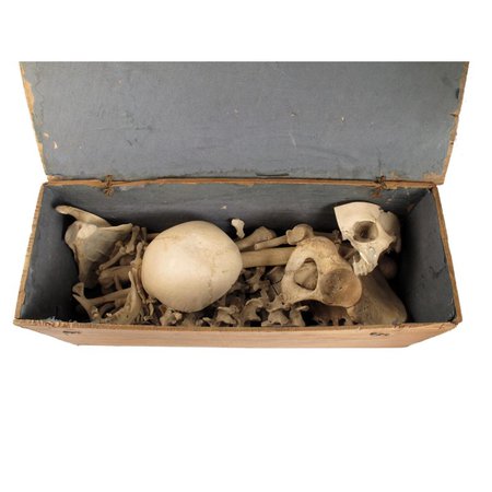A victorian anatomical human skeleton | Woolley and Wallis