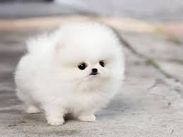 cute puppies - Google Search