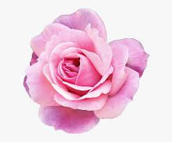 pink flower png - Google Search