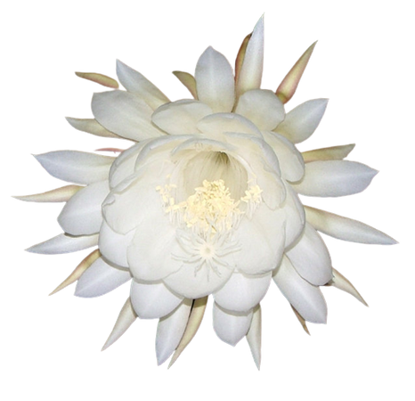 this is a wijayakusuma flower, a type of moon flower which grows in the highlands of papua, indonesia. it blooms three buds per plant and only one night per year for just two hours!