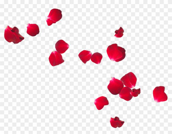 86-861141_petal-flower-frans-verwerft-en-zonen-rose-red-flower-petals-png.png (840×656)