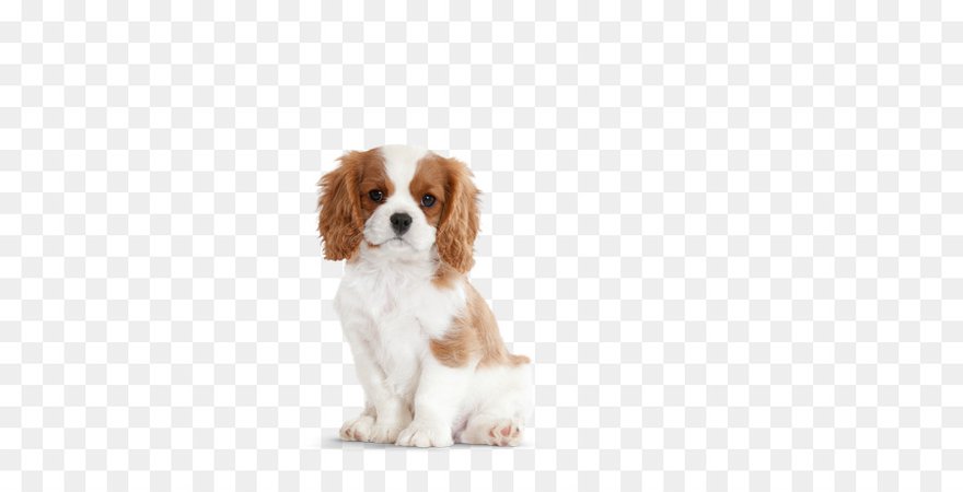 Download Free png Cavalier King Charles Spaniel Puppy Lhasa Apso Pet sitting ... - DLPNG.com
