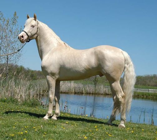 Cremello Horse Facts with Pictures | HorseBreedsPictures.com