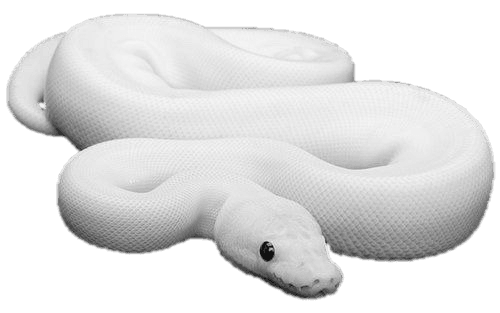 white snake pet