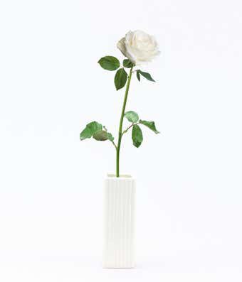 Single White Rose Delivered at From You Flowers