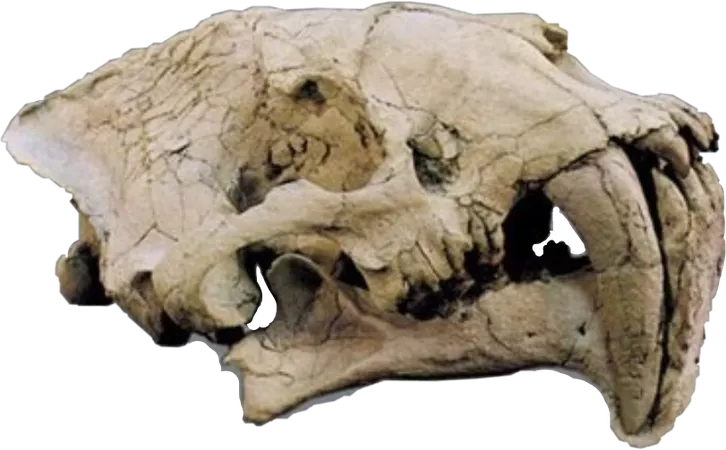 fossil nimravid hoplophoneus