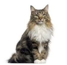 norwegian forest cat - Google Search