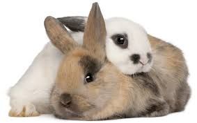 rabbits no background - Google Search