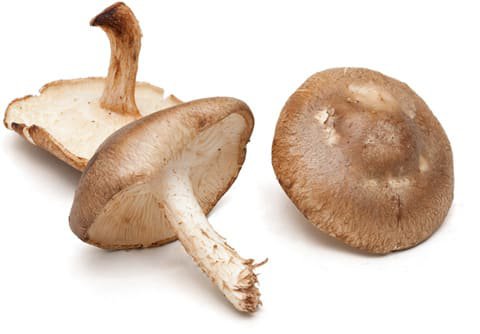 mushrooms - Recherche Google