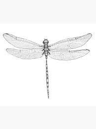 dragonfly wings - Google Search