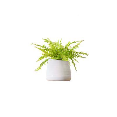 Buy Indoor Ferns | Direct from the Greenhouse | Planterina.com - Planterina