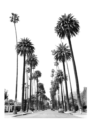 palm trees background backdrop los angeles