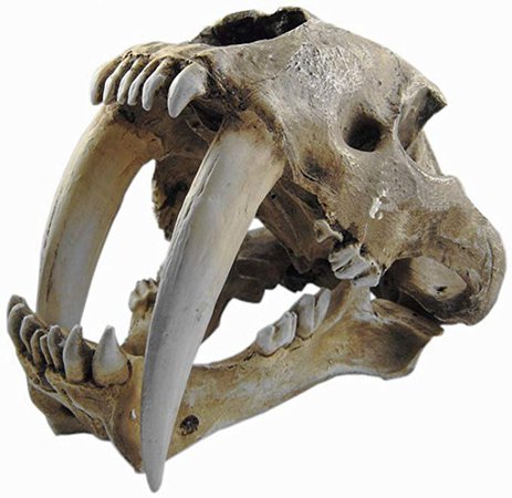 OM(TM) Resin Smilodon Sabertooth Tiger 1:1 Skull Replica: Amazon.ca: Home & Kitchen