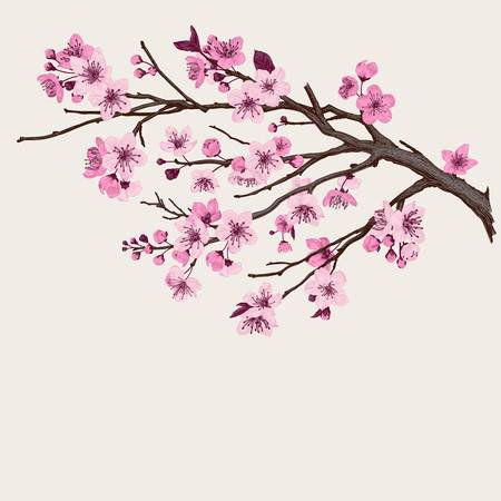 Sakura. Pink Cherry Blossom Branch. Vector Botanical Illustration. Royalty Free Cliparts, Vectors, And Stock Illustration. Image 93216381.