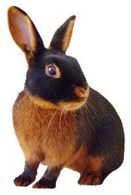 Tan Rabbits | USA Rabbit Breeders