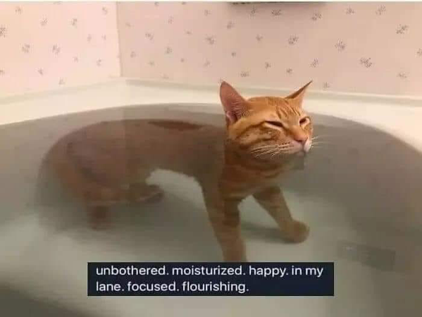 funny cat wellness memes