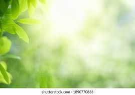 green backround - Google Search