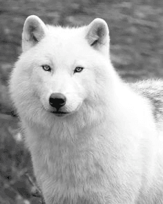 white werewolf