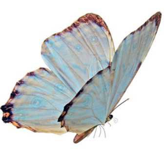butterfly filler