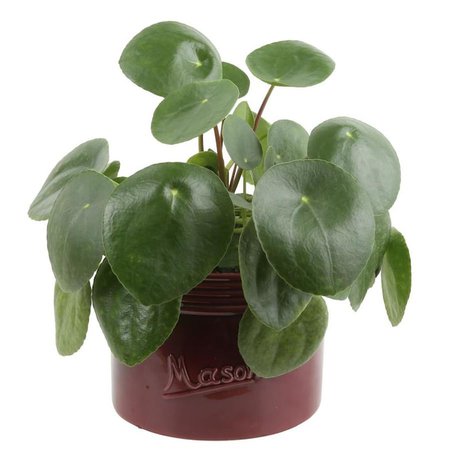 Costa Farms 6-in Pilea Pancake Plant in Ceramic Planter (Pil6c) in the House Plants department at Lowes.com