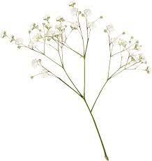 baby breath flowers transparent - Google Search